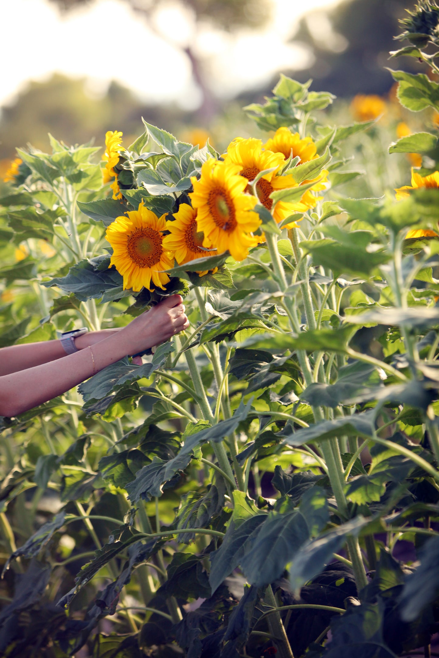 U Pick flowers medium bucket.