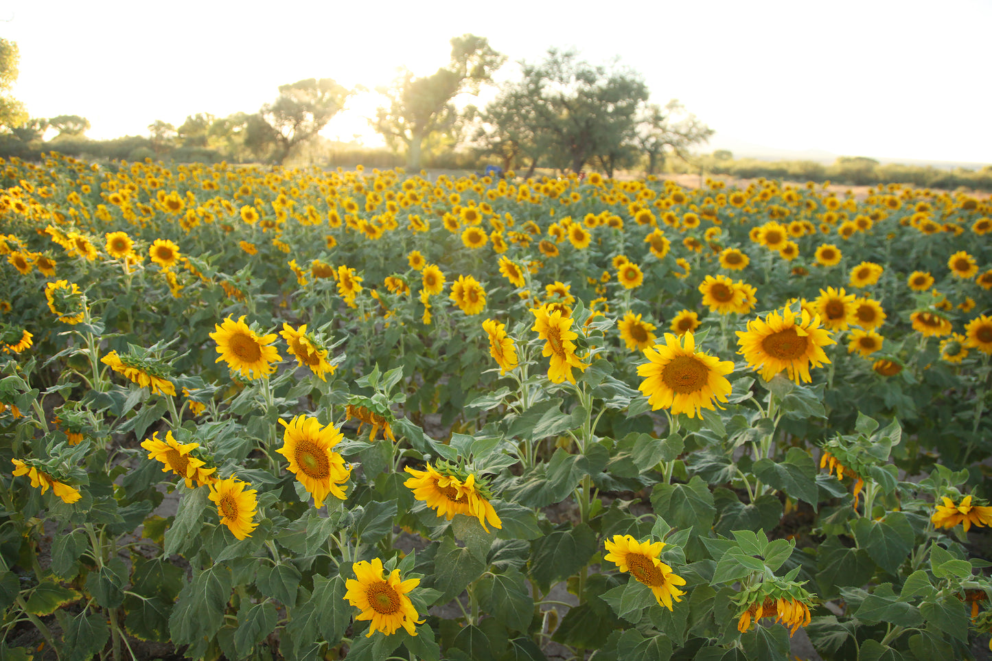 Flower farm art